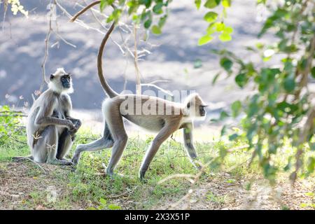 Small group of black faced grey langur monkeys in Yala National Park, Sri Lanka sitting nearby. family with baby beautiful light gray monkeys Stock Photo