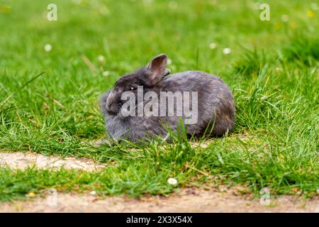 Sleepy pet rabbit with gray fur on a green grass meadow close up Stock Photo