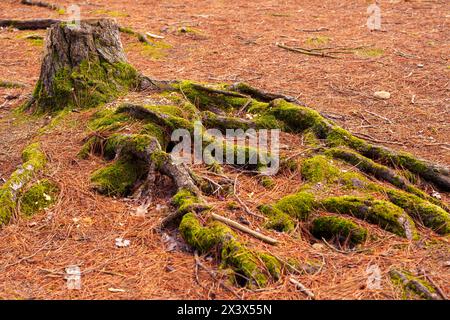 Ancient pine roots of a fallen coniferous tree in moss and fallen brown needles. Ecological problems and deforestation concept Stock Photo