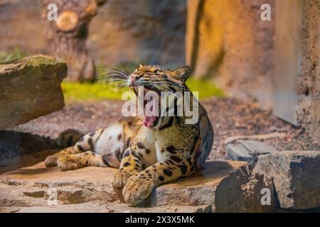 clouded leopard (Neofelis nebulosa) wild cat from Himalayan Southeast Asia China. very cute medium sized spotted cat close up in detail. preserve wild Stock Photo