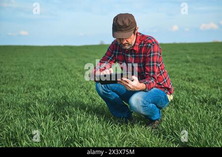Smart farming, farm worker using digital table in cultivated wheat field, selective focus Stock Photo