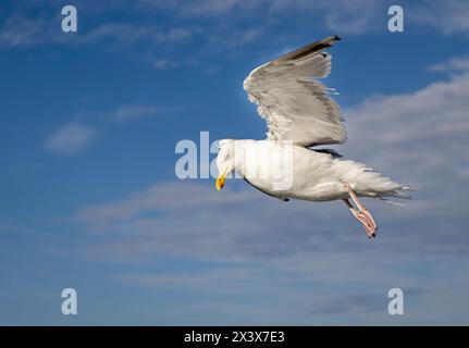 Herring Gull in flight, Dover, England, UK Stock Photo