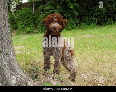 Portrait of Lagotto Romagnolo truffle dog in outdoors. Stock Photo