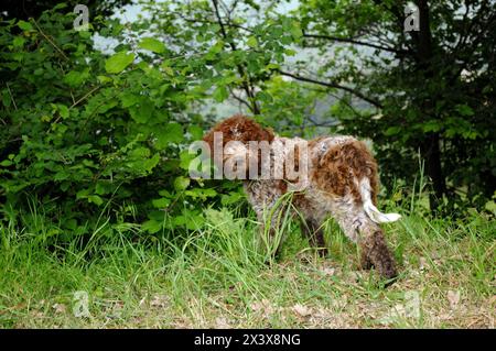 Portrait of Lagotto Romagnolo truffle dog in outdoors. Stock Photo