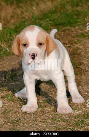Portrait of german shorthaired pointer dog, puppy in outdoors. Stock Photo