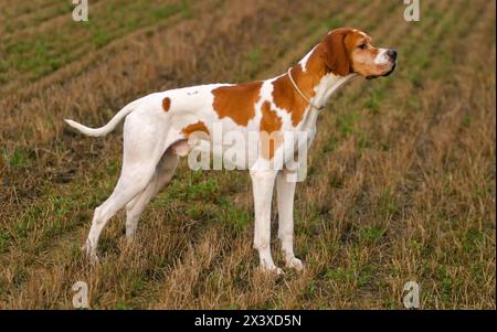 Portrait of german shorthaired pointer dog in outdoors. Stock Photo