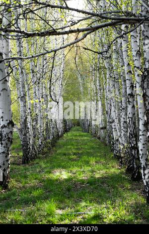 Birch forest in spring, birch grove in sunlight Stock Photo