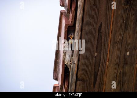 Sparrow feeding its chicks worms. Birdnest under a house roof with chicks begging mother for food. Sparrow delivers food to its young. Stock Photo