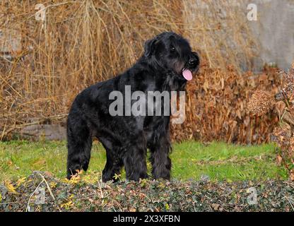 Black giant schnauzer dog in green park. Stock Photo