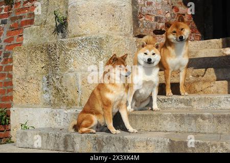 Three Dogs breed red Shiba. He is a dog breed of Japanese origin. Stock Photo