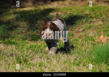 Portrait of typical hunting dog, Spinone Italiano dog. Stock Photo