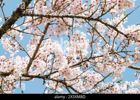 Branches of a tree with pink flowers in bloom at Taiwan's Alishan National Forest Recreation Area Stock Photo