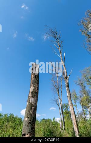 Dead trees with a few branches. It appears to be in a forest, surrounded by other trees. The tree is described as dead, which means it has no leaves, Stock Photo