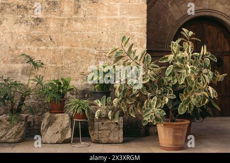 Old courtyard with with potted plants. Variegated Ficus elastica, Philodendron, Chlorophytum in flowerpots. Antique historical sandstone wall Stock Photo