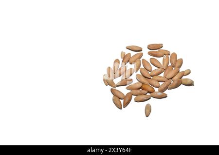 A pile of dry melon seeds, ready for planting in the garden, on a white background. Stock Photo