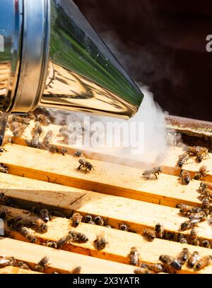 Smoking honey bees on top of a hive Stock Photo