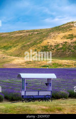the purple cart in NZ Alpine Lavender. Nestled in a sheltered valley on the Mount Cook Highway south island new zealand. Stock Photo