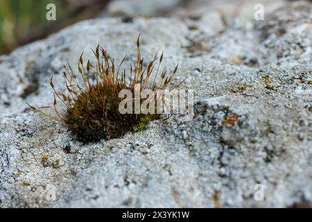 Precious drops of water from the morning dew covering an isolated plant of Ceratodon purpureus that is growing on the rock, purple moss, Burned ground Stock Photo