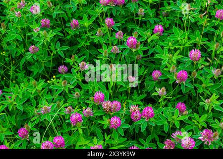 This is the wildflower Trifolium alpestre, the Purple globe clover or Owl-head clover, from the family Fabaceae. Stock Photo
