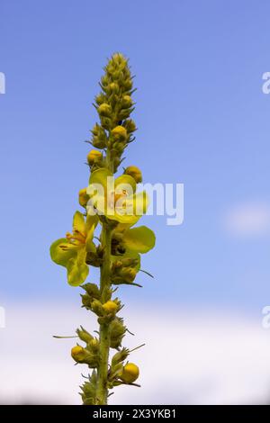 Verbascum densiflorum the well-known dense-flowered mullein. Stock Photo