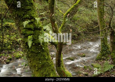 Common Polypody Fern on Oak tree: Polypodium vulgare. Temperate Rainforest: Tintagel, north Cornwall, UK. November Stock Photo