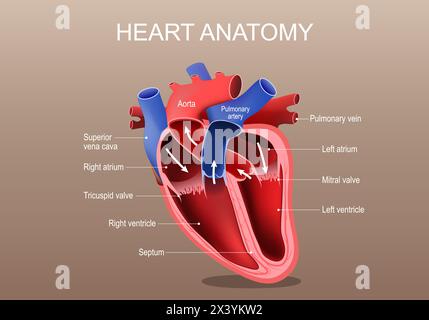 Heart anatomy. Part of the human heart. Vector poster. Isometric Flat illustration. Stock Vector