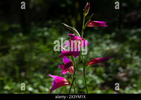 Stems of field gladiolus (Gladiolus italicus) blossoming in the spring Stock Photo