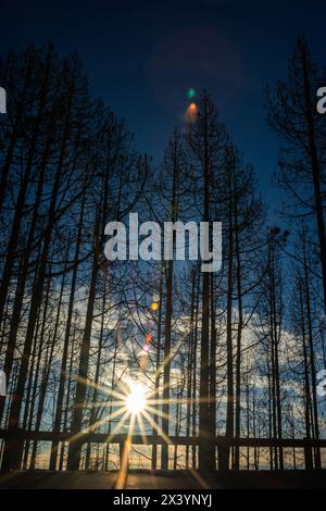 A forest with trees in the background and a sun shining through the trees. The sun is creating a beautiful, warm glow on the trees Stock Photo