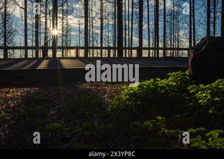 A forest with a road in the background and a large rock in the foreground. The sun is shining through the trees, casting shadows on the ground Stock Photo