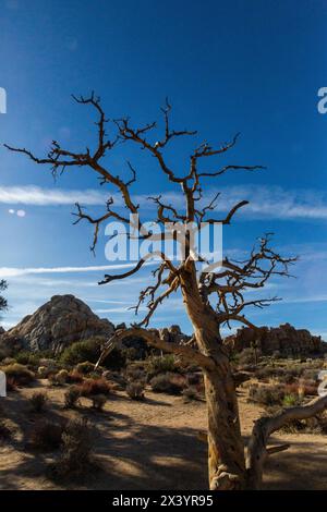 Gnarled tree silhouette against Joshua Tree's rocks and sky Stock Photo
