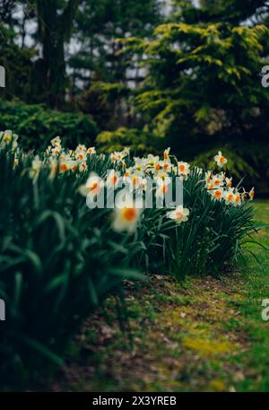 White and Orange Field of Daffodils Blooming in the woods Stock Photo