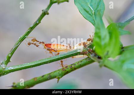 Close-up of weaver ants carrying food on tree branch Stock Photo