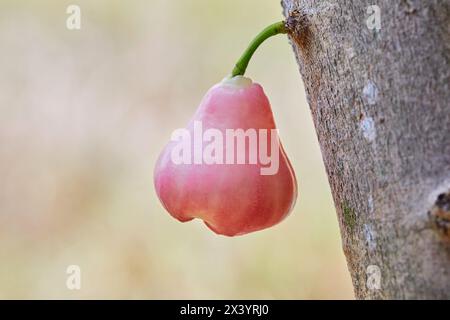 Rose apple hanging on tree Stock Photo