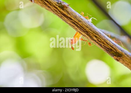 Close-up of weaver ants carrying food on tree branch Stock Photo