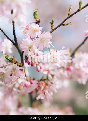 Close-up of a Cherry Blossom Blooming on A Tree Branch Stock Photo