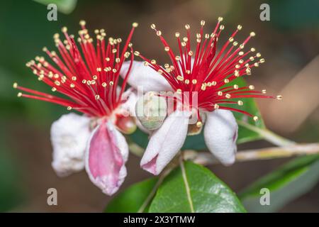 Two vibrant blooming flowers on the Feijoa sellowiana tree, Pineapple guava. Stock Photo
