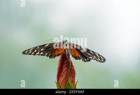 Golden Longwing - Heliconius hecale , Tropical Butterflies, from Peru and Mexico. Other name-Hecale longwing, tiger longwing or golden heliconian Stock Photo