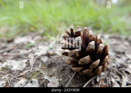 Pinecone Open on Forest Floor Stock Photo