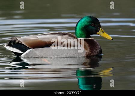 A male mallard dabbling duck (Anas platyrhynchos). The colours of his feathering, especially the green head, show up in spring sunlight. Stock Photo