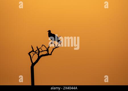 A silhouette of Egyptian vulture against the setting sun inside Jorbeer Conservation reserve on the outskirts of Bikaner, Rajasthan during a wildlife Stock Photo