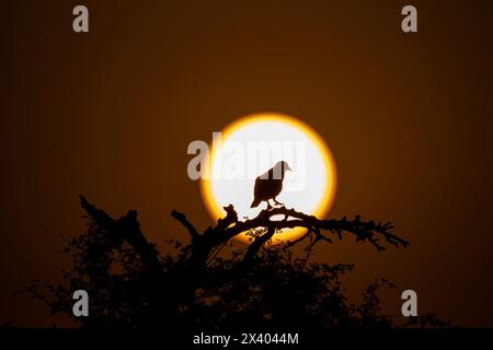 A silhouette of spotted dove against the setting sun inside Jorbeer Conservation reserve on the outskirts of Bikaner, Rajasthan during a wildlife safa Stock Photo