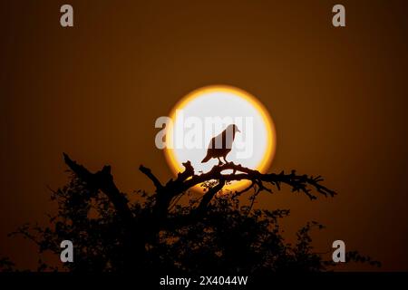 A silhouette of spotted dove against the setting sun inside Jorbeer Conservation reserve on the outskirts of Bikaner, Rajasthan during a wildlife safa Stock Photo