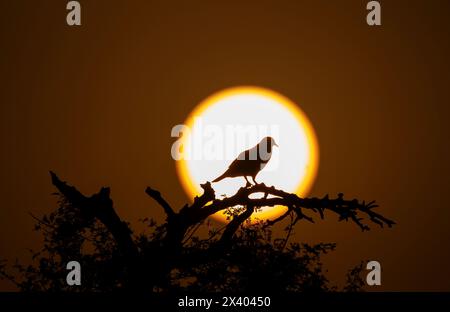 A silhouette of spotted dove against the setting sun inside Jorbeer Conservation reserve on the outskirts of Bikaner, Rajasthan during a wildlife safa Stock Photo