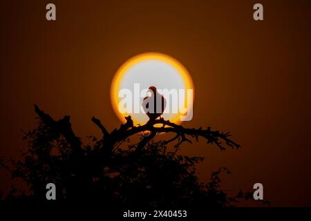 A silhouette of spotted dove against the setting sun inside Jorbeer Conservation reserve on the outskirts of Bikaner, Rajasthan during a wildlife safa Stock Photo