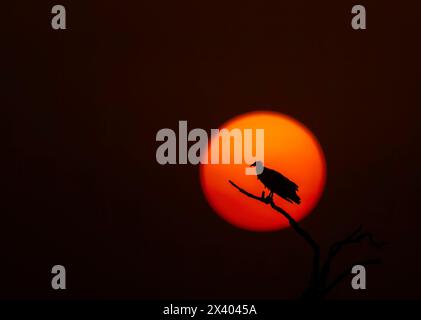 A silhouette of Egyptian vulture against the setting sun inside Jorbeer Conservation reserve on the outskirts of Bikaner, Rajasthan during a wildlife Stock Photo