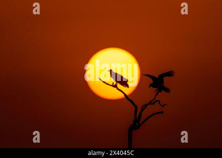 A silhouette of Egyptian vulture against the setting sun inside Jorbeer Conservation reserve on the outskirts of Bikaner, Rajasthan during a wildlife Stock Photo