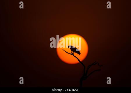 A silhouette of Egyptian vulture against the setting sun inside Jorbeer Conservation reserve on the outskirts of Bikaner, Rajasthan during a wildlife Stock Photo