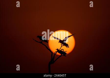 A silhouette of Egyptian vulture against the setting sun inside Jorbeer Conservation reserve on the outskirts of Bikaner, Rajasthan during a wildlife Stock Photo