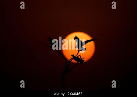 A silhouette of Egyptian vulture against the setting sun inside Jorbeer Conservation reserve on the outskirts of Bikaner, Rajasthan during a wildlife Stock Photo