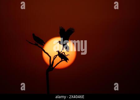 A silhouette of Egyptian vulture against the setting sun inside Jorbeer Conservation reserve on the outskirts of Bikaner, Rajasthan during a wildlife Stock Photo